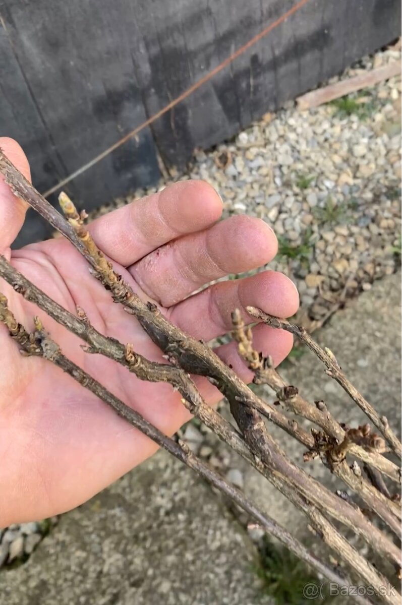 Čierne, červené ríbezle - 7