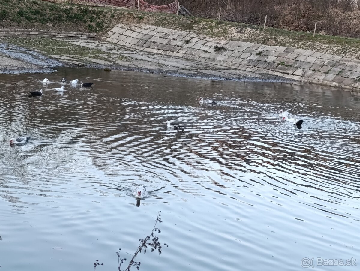 Kačice - 7