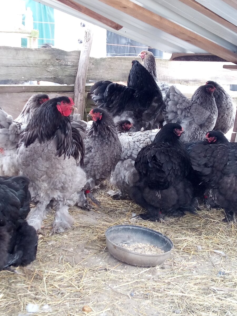 NV Brahman modré čierne 1,50€ - 7