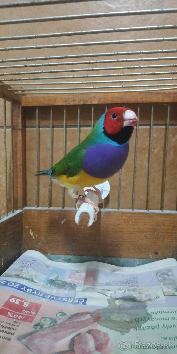 Predám amadina gouldová - 7