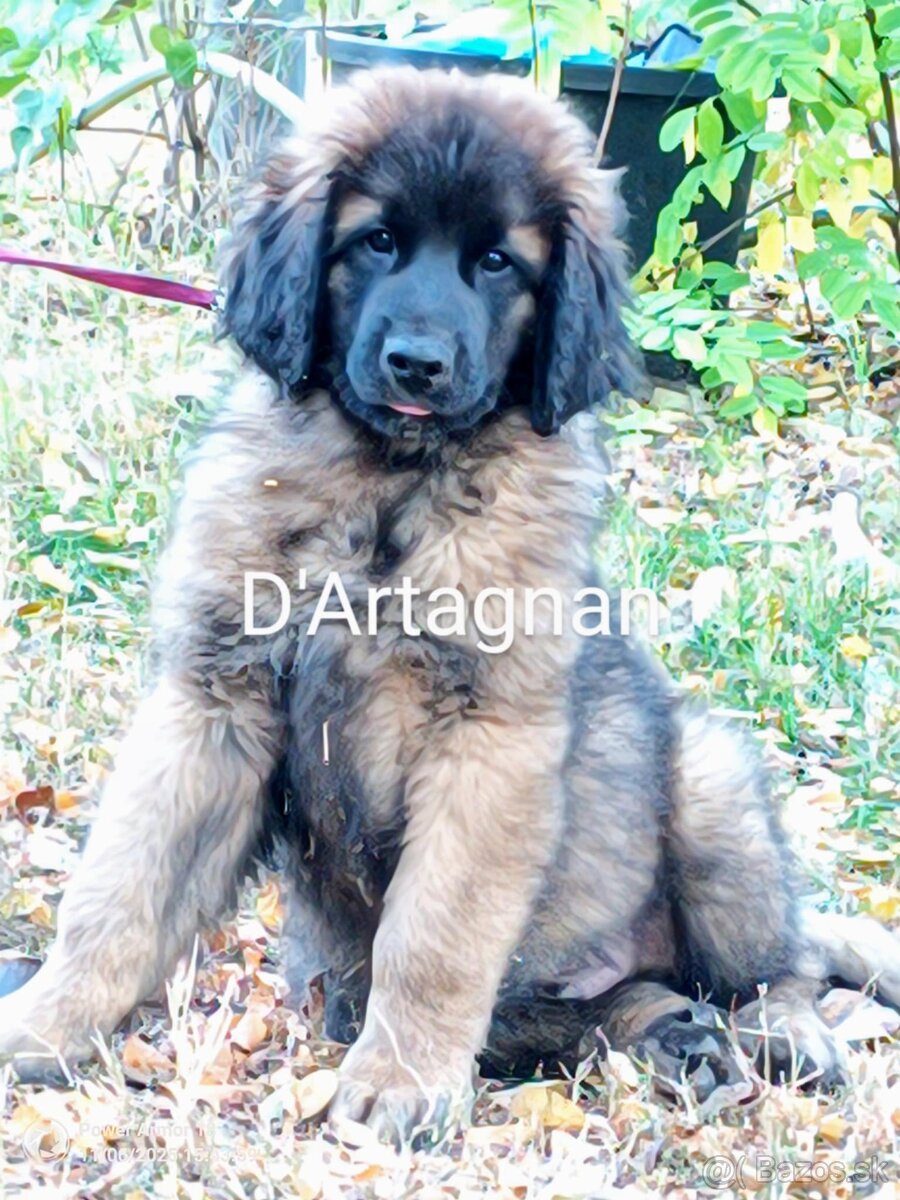 Leonberger s PP - 7