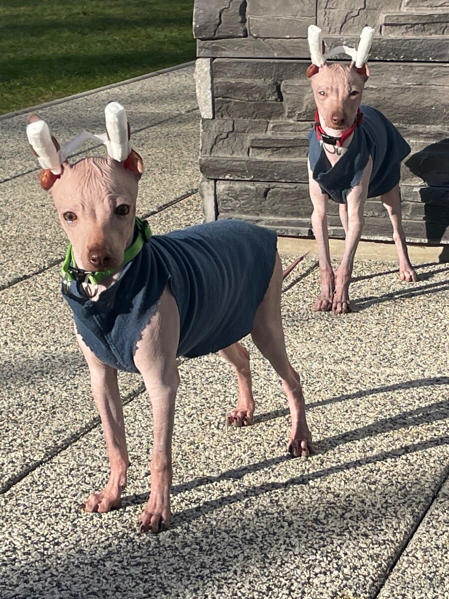 Peruánsky naháč malý - POSLEDNÝ VOĽNÝ PSÍK - 7