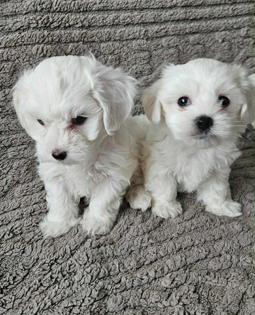 Mini Maltezák - 7
