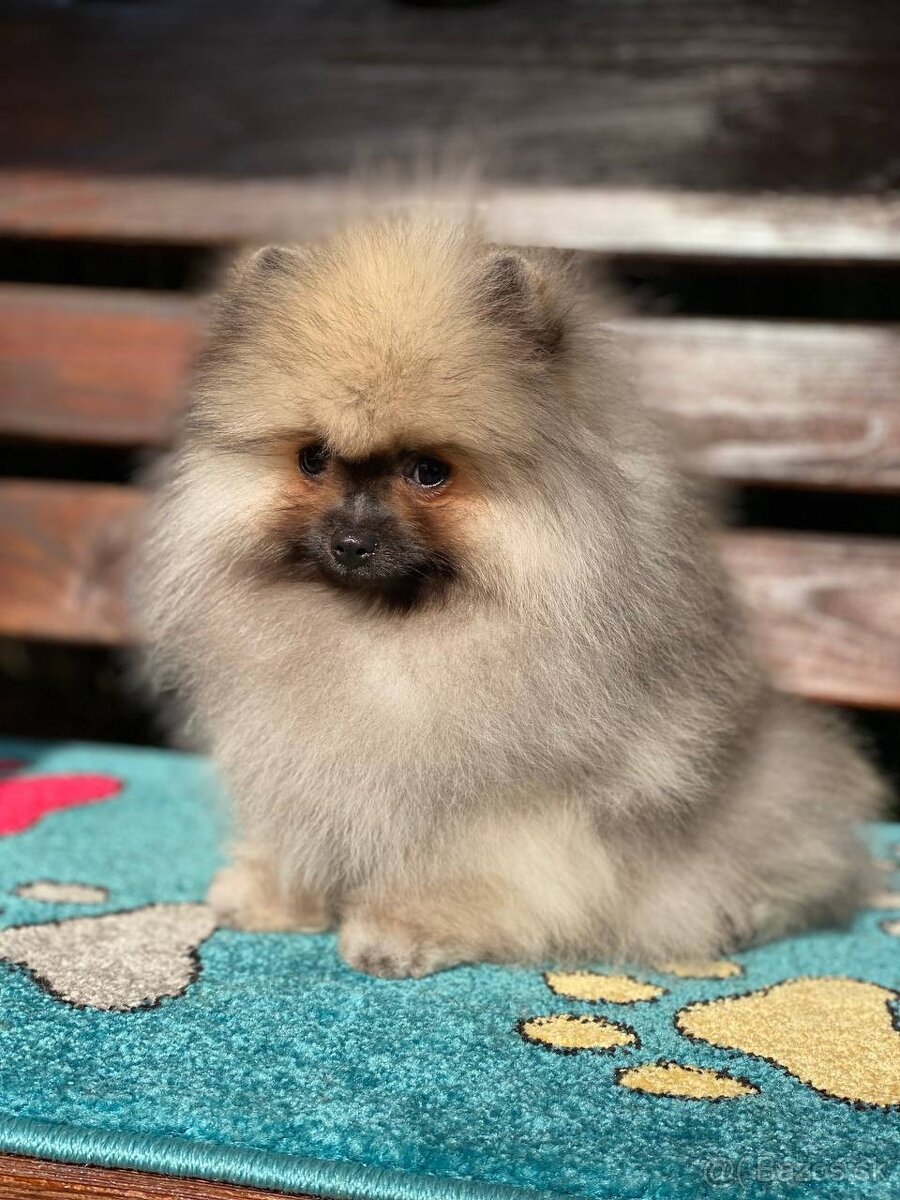 Pomeranian Exkluzivní Fenečka PP FCI - 7