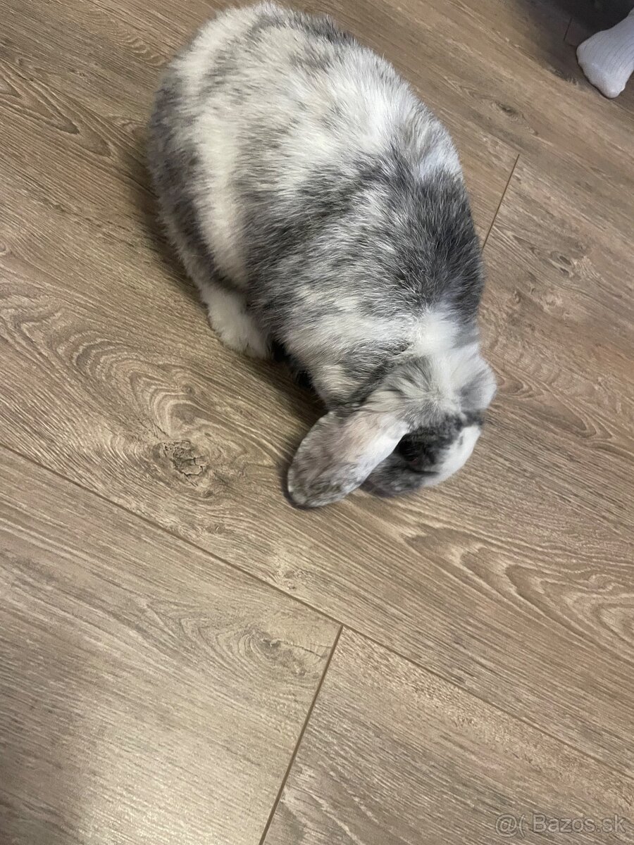 Baranček Zakrslý - 7