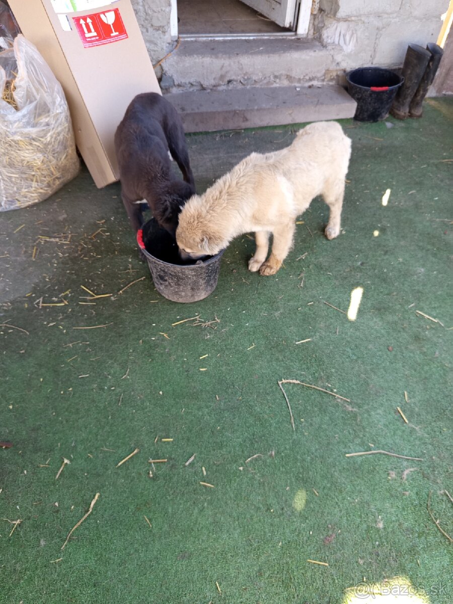 predám šteniatka stredoázijaka - 7