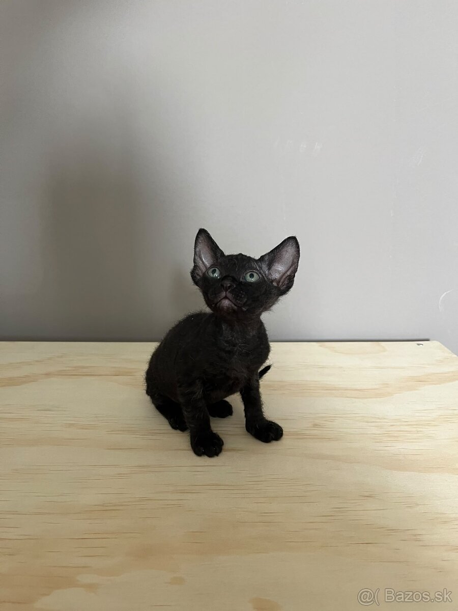 Mačiatka Sphynx - 7