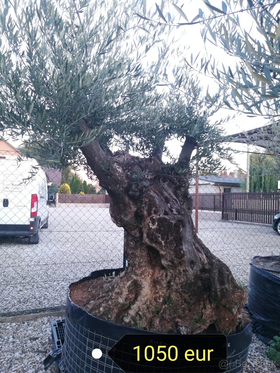 Olivovník bonsai - 7