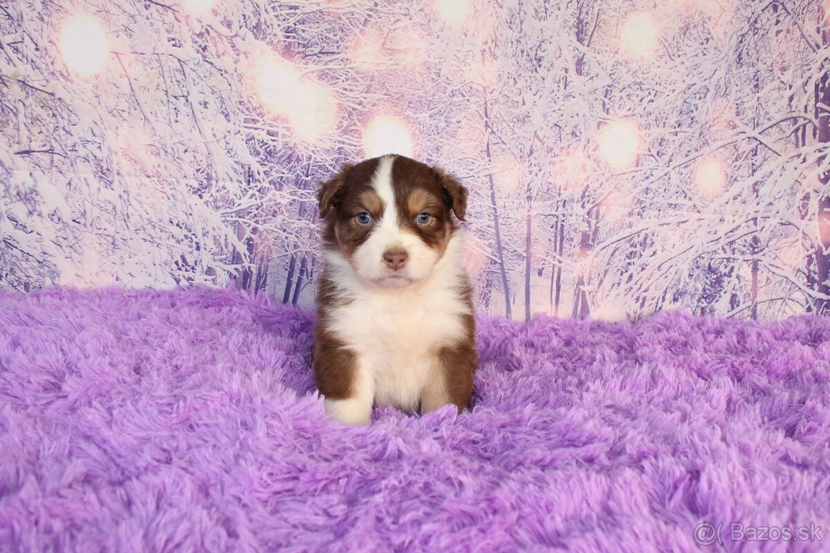 Austrálsky ovčiak - 7