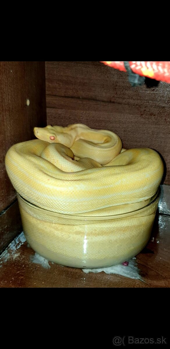 Veľhad královský Boa Constrictor - 7