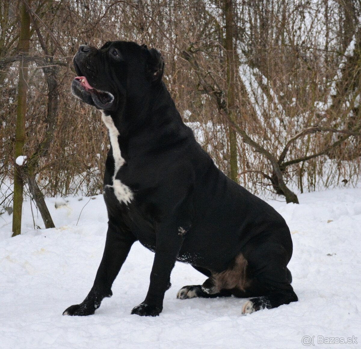 Cane corso s FCI rodokmeňom - 7