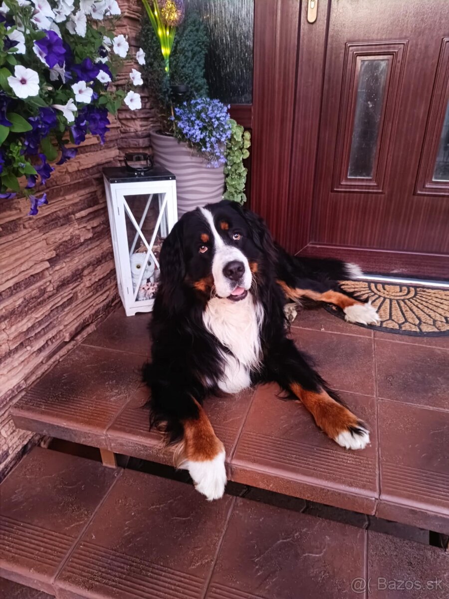 Bernský salašnícky pes - 7