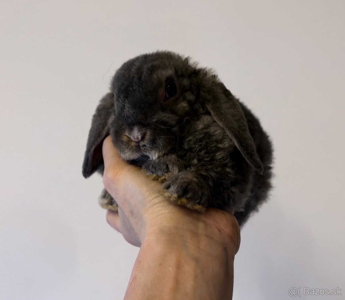 mláďatká minilop – samičky 🐰💕 - 7