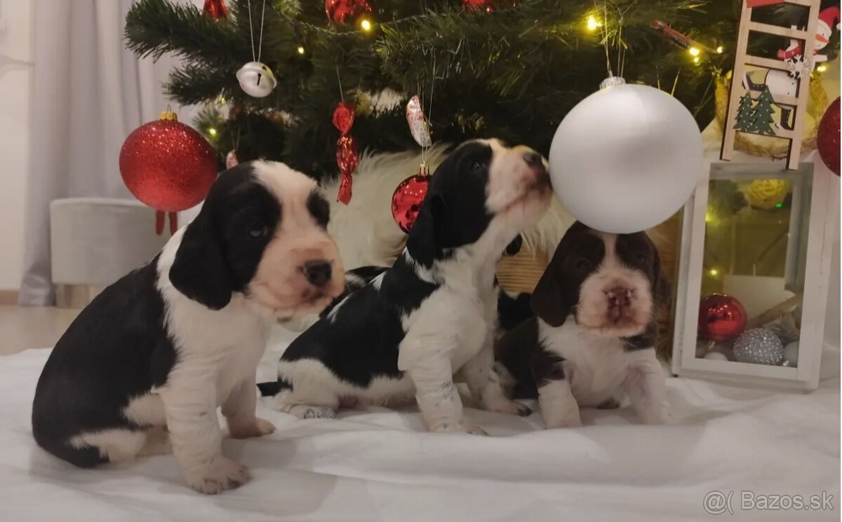 Anglický špringeršpaniel s PP pes - 7