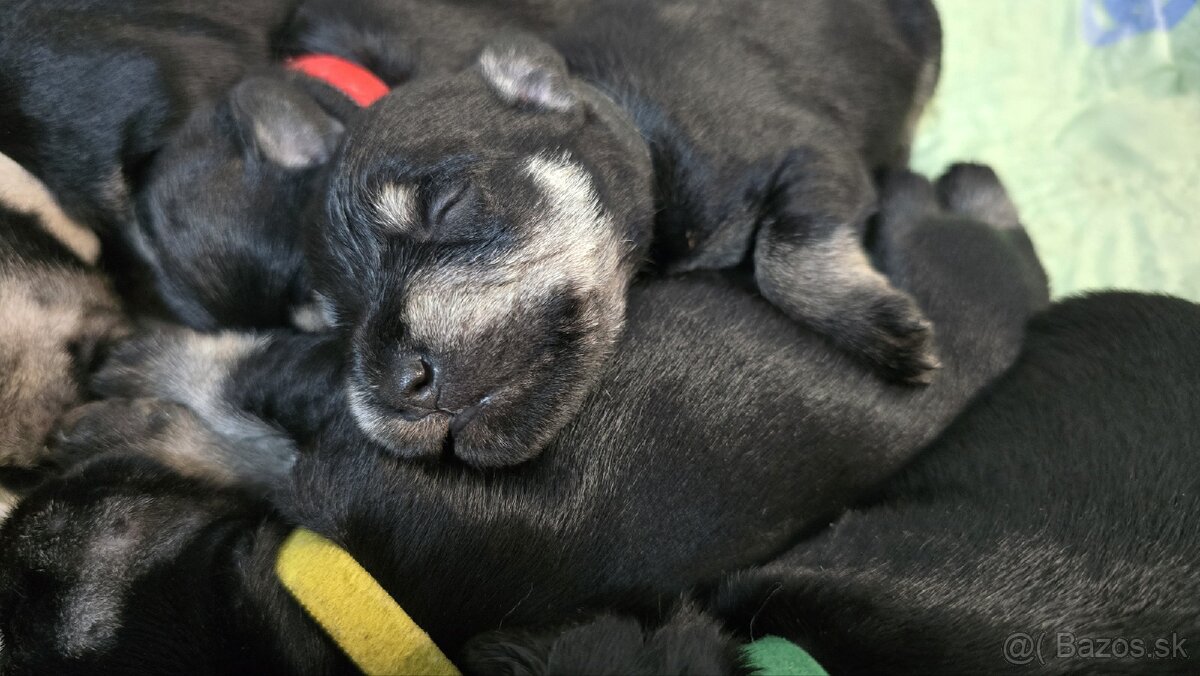 Bradáč malý čiernostrieborný - 7