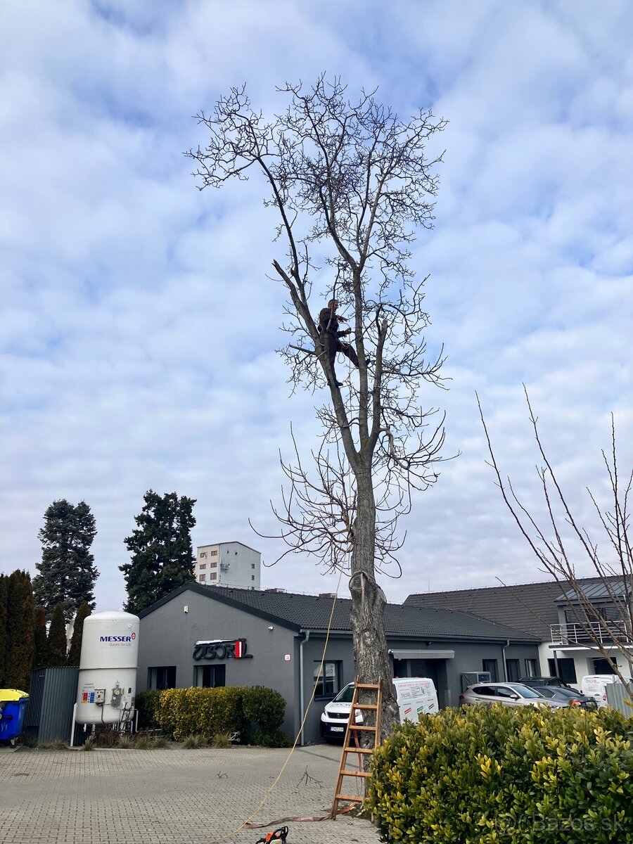 Pílenie stromov - 7