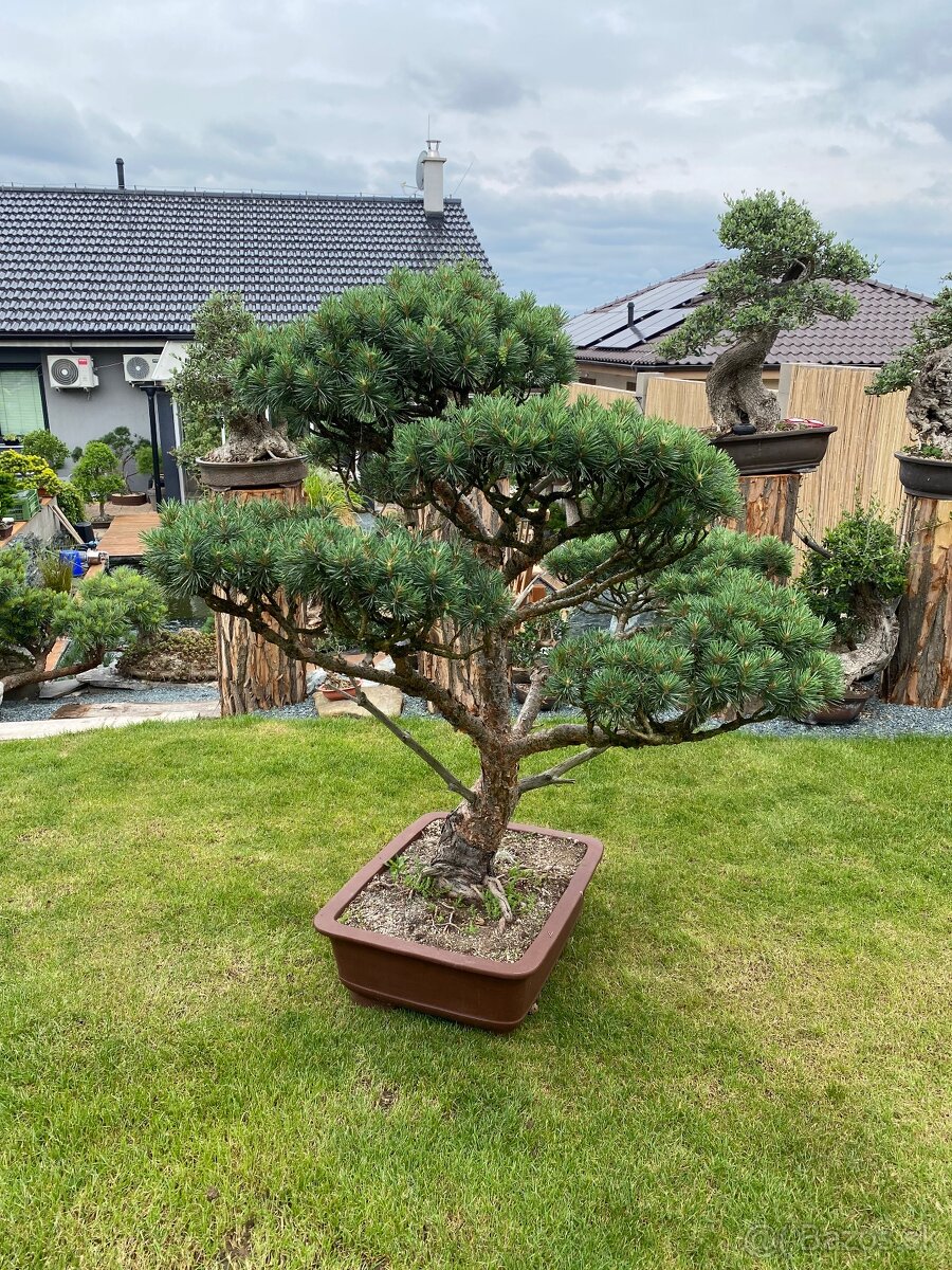Borovica - záhradný bonsai - 7
