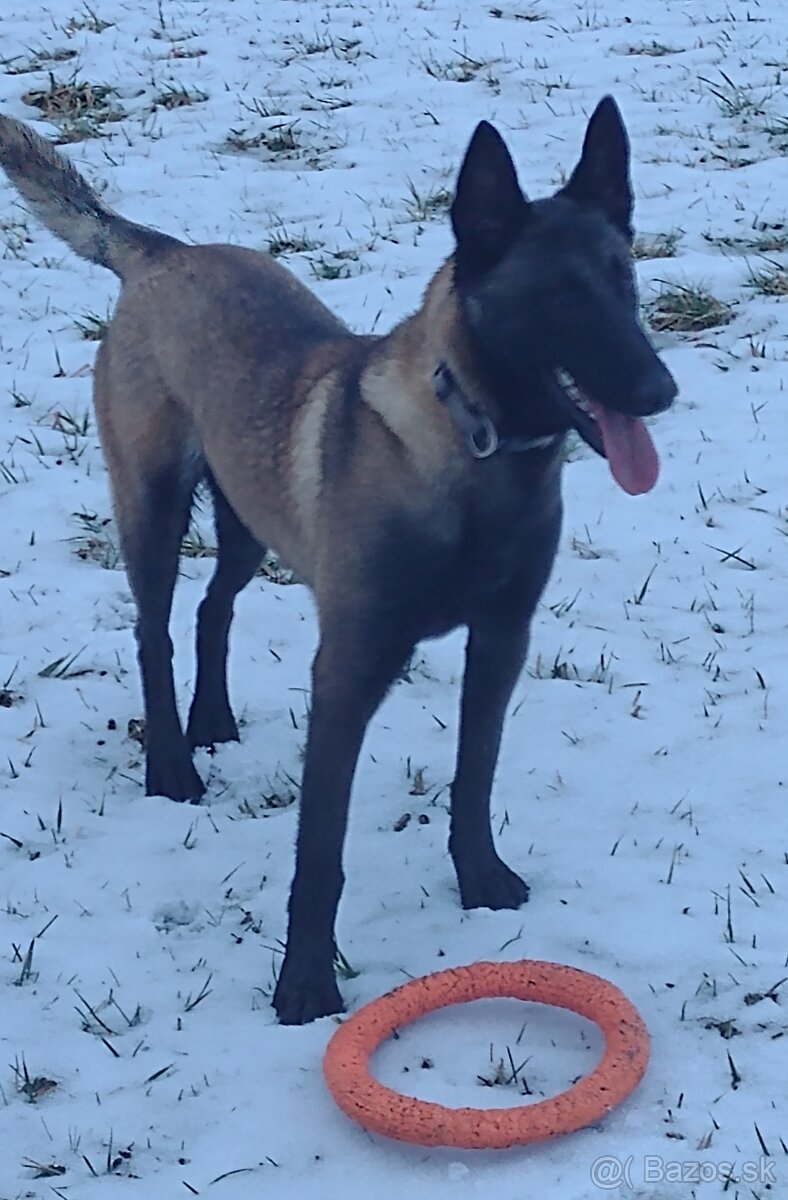 Belgický ovčiak šteniatka - 7