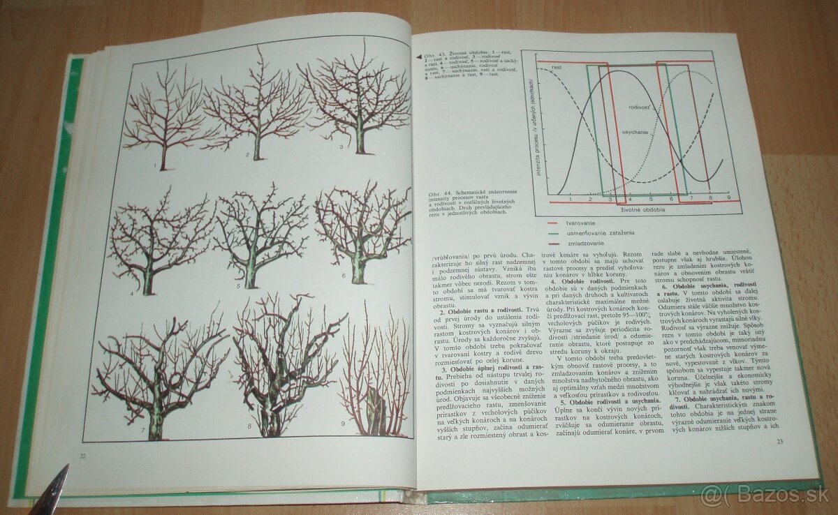 Tvarovanie a rez ovocných drevín - 7