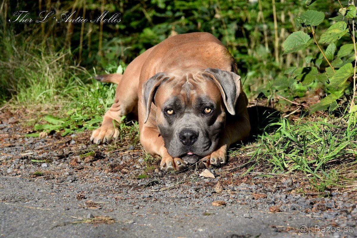 Cane Corso štěňátka s FCI PP - - 7