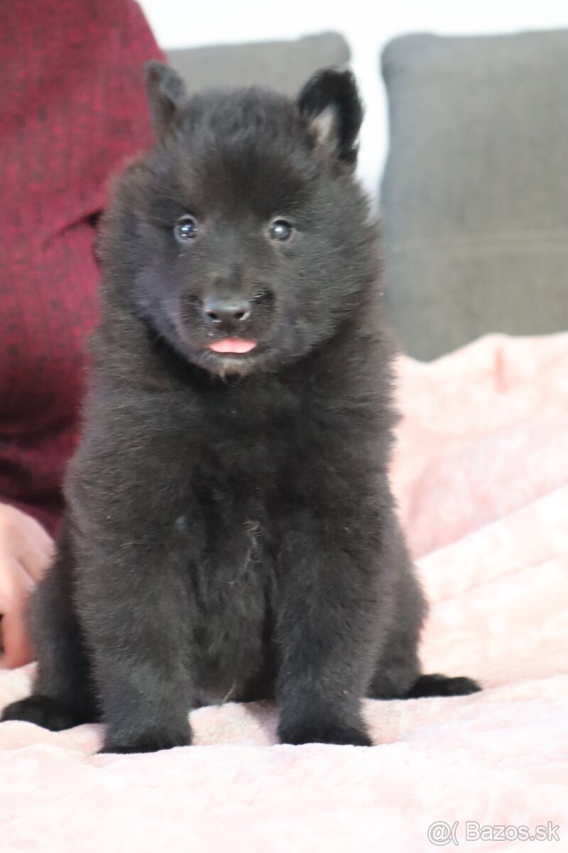 Belgický ovčiak groenendael FCI s PP po šampiónoch - 7