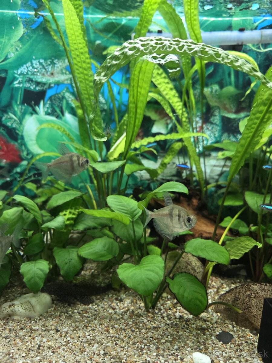 Akvarium 180 L - 7