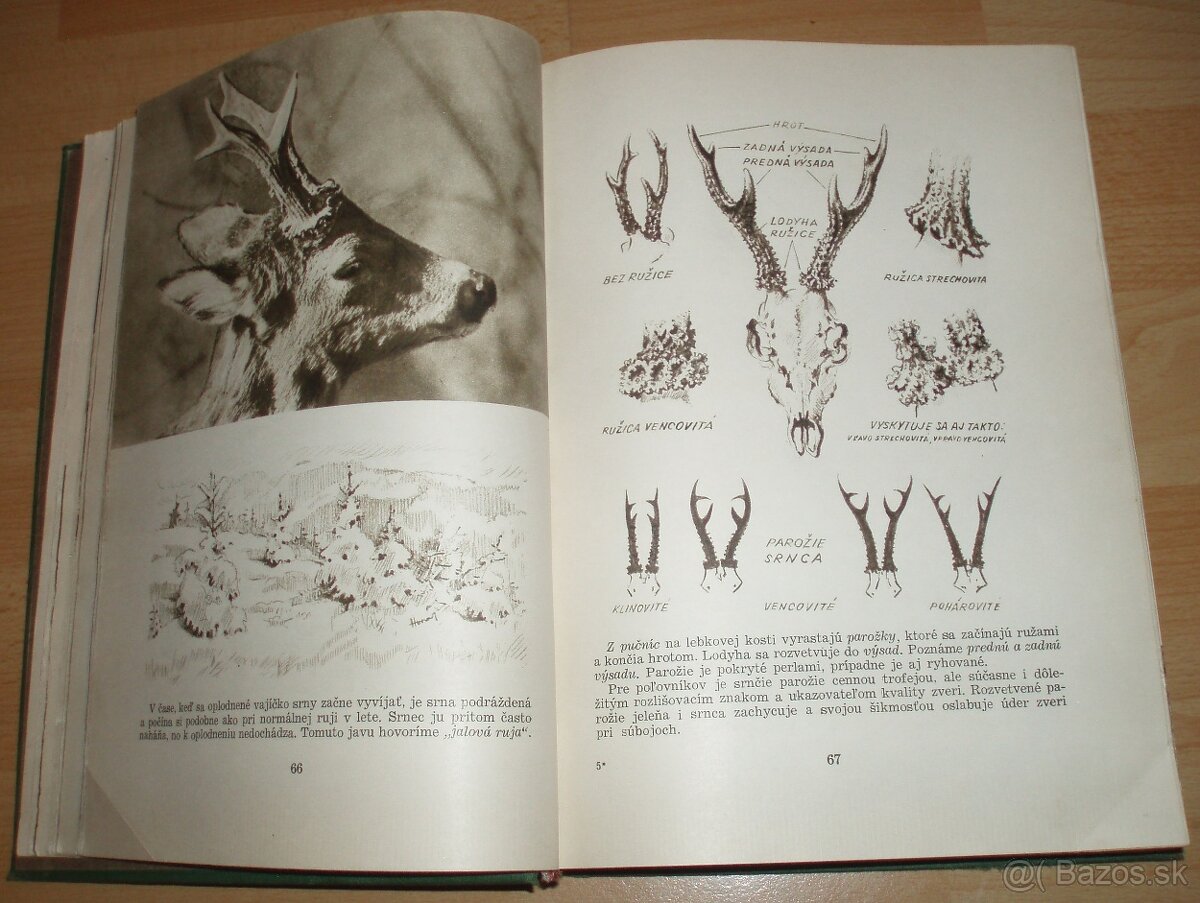 Poľovníctvo v obrazoch - 7