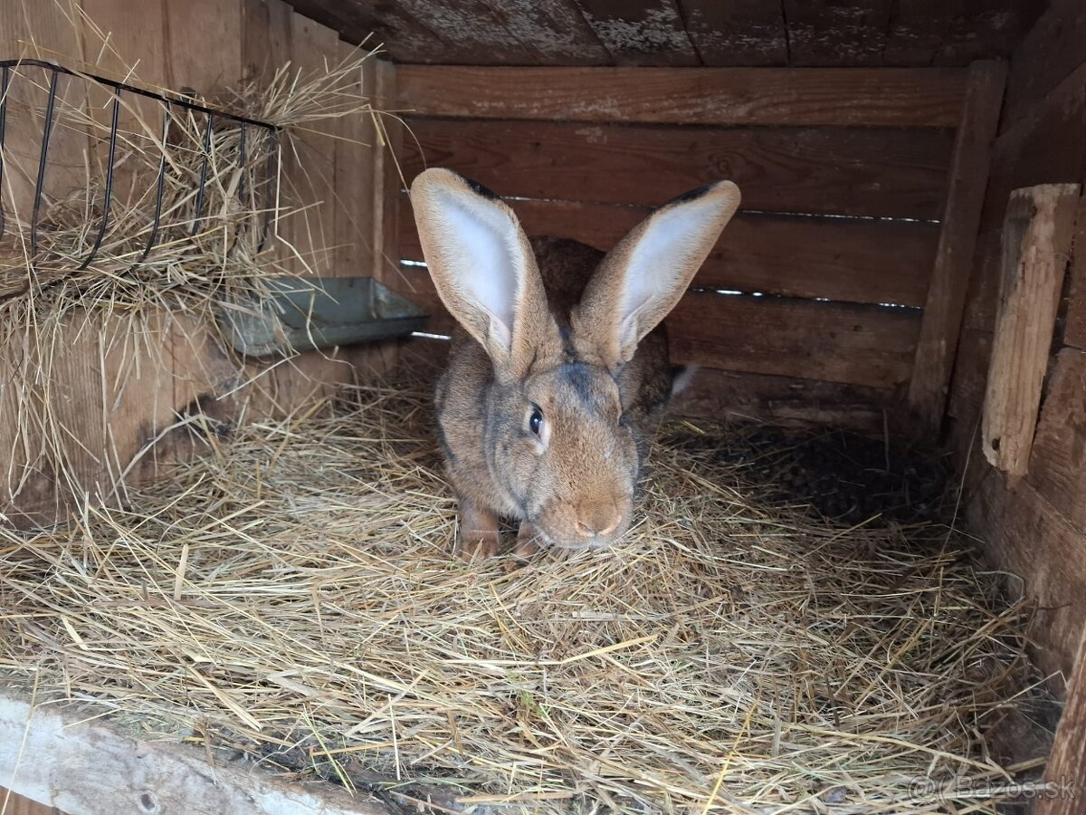 Zajace na predaj - 7