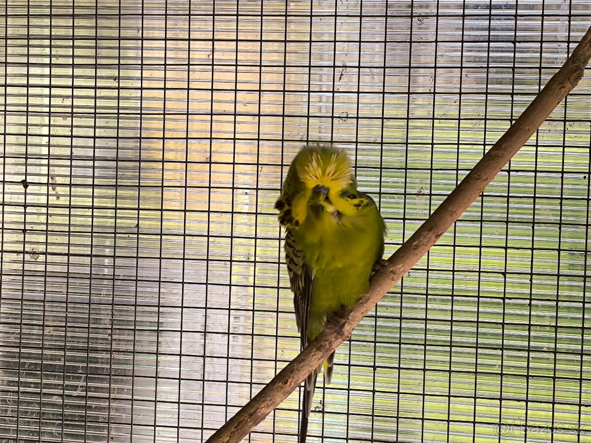 Andulky výstavný typ - 7