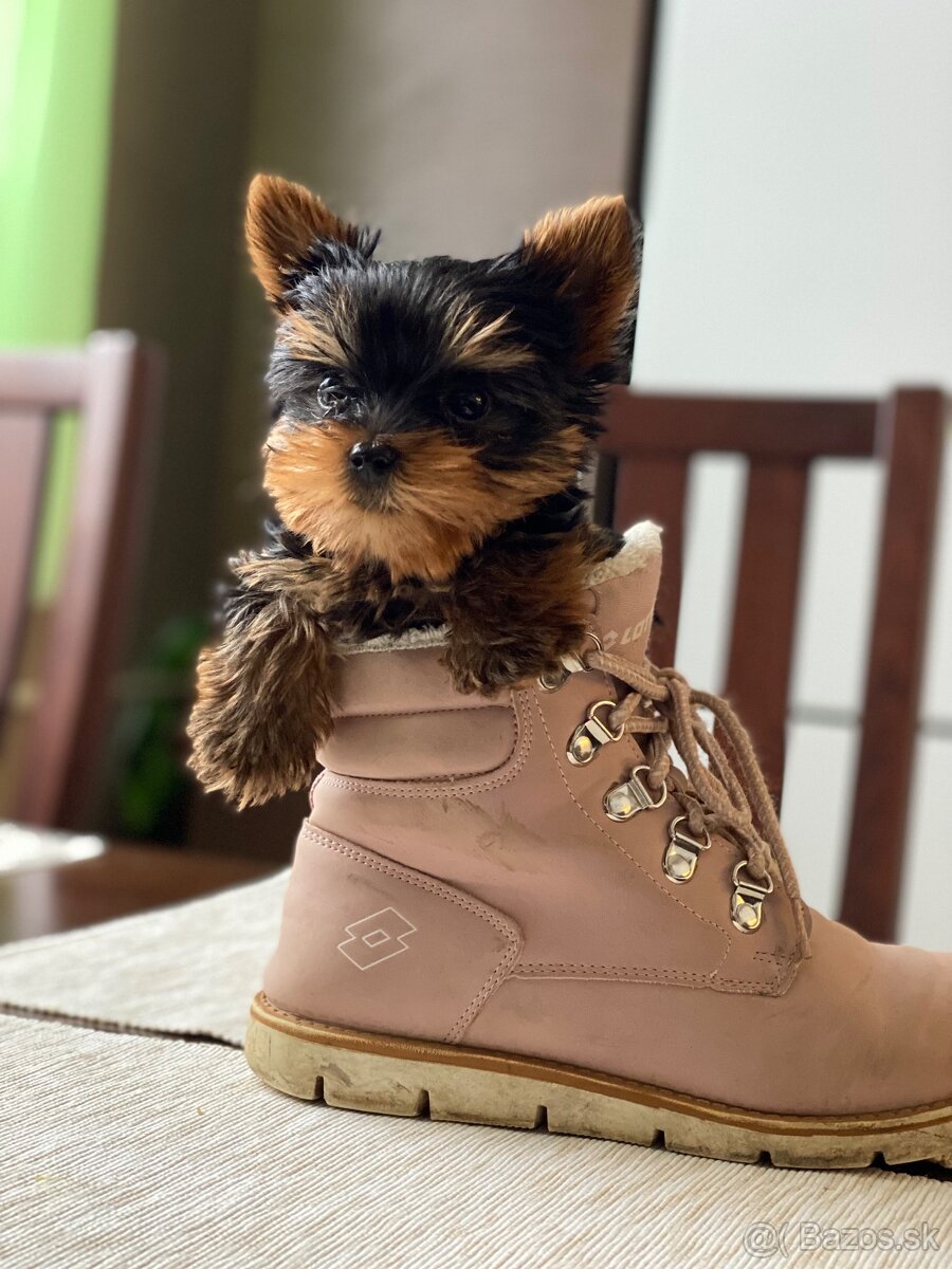 Yorkshirsky terier - 7