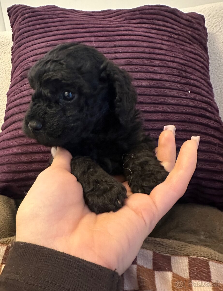 Trpaslíčí pudlik pudel - 7