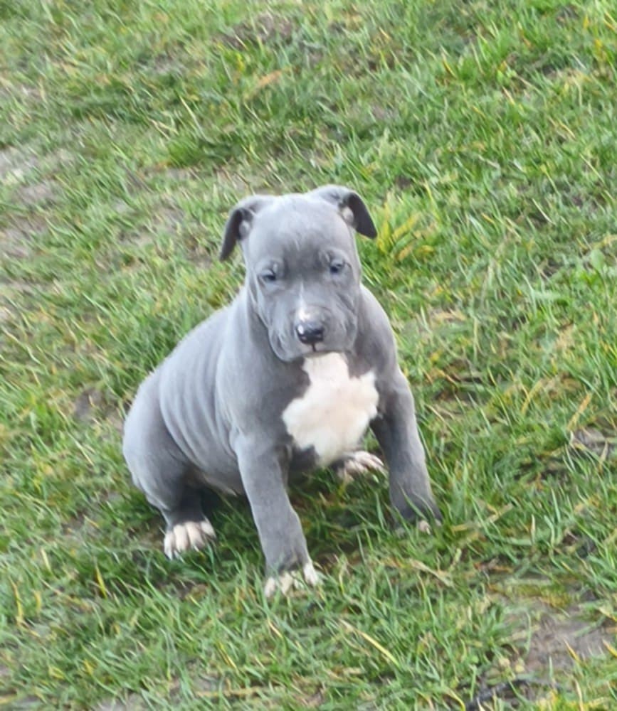 Americký stafordšírsky teriér - 7