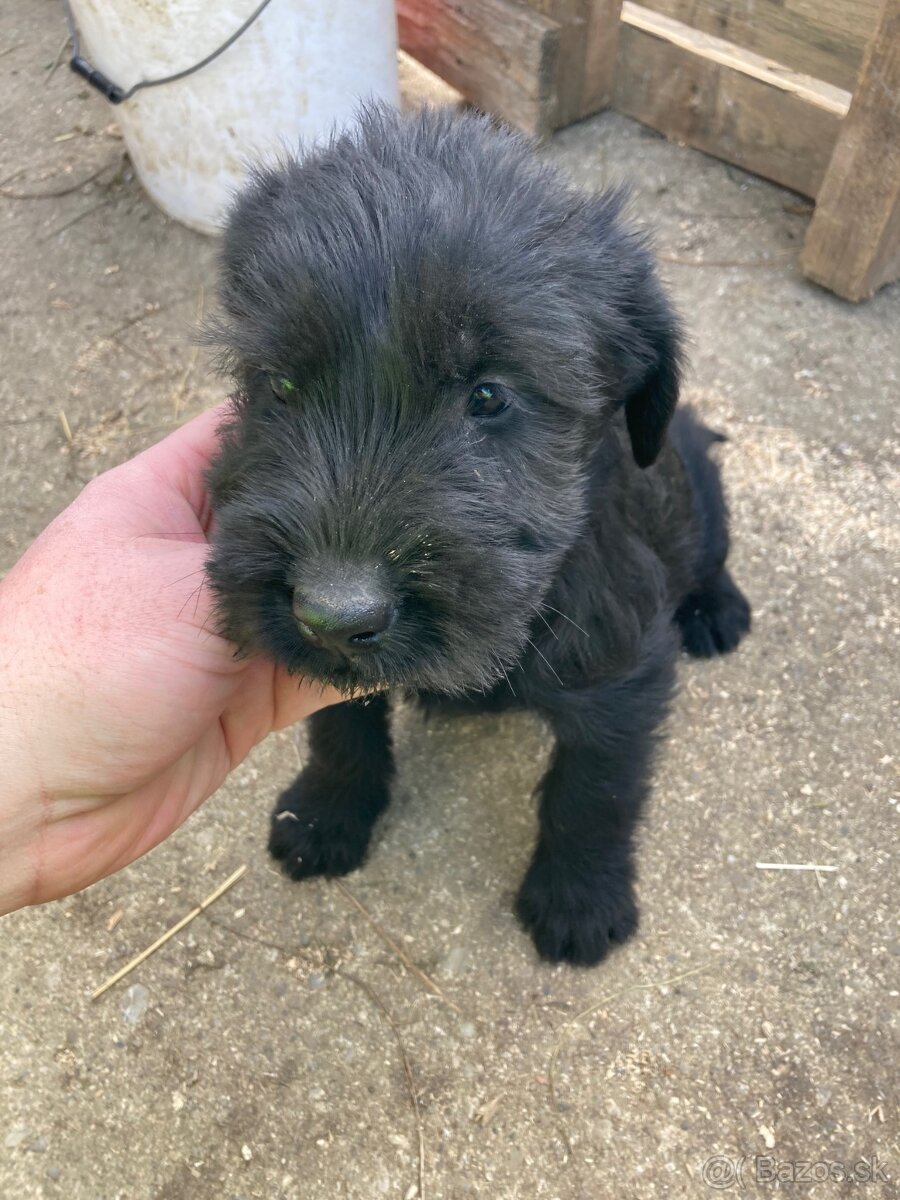 Bradáč veľký - šteniatka - 7