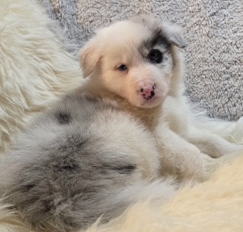 Border Collie, kólia - 7