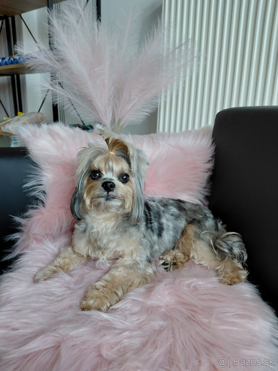 Nový Salón pre psov Lusi vo Svite. - 7