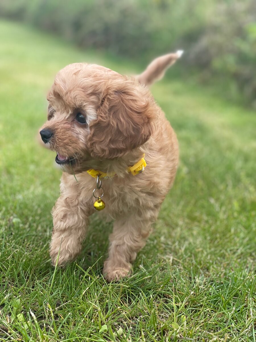 Cavapoo šteniatko - 7