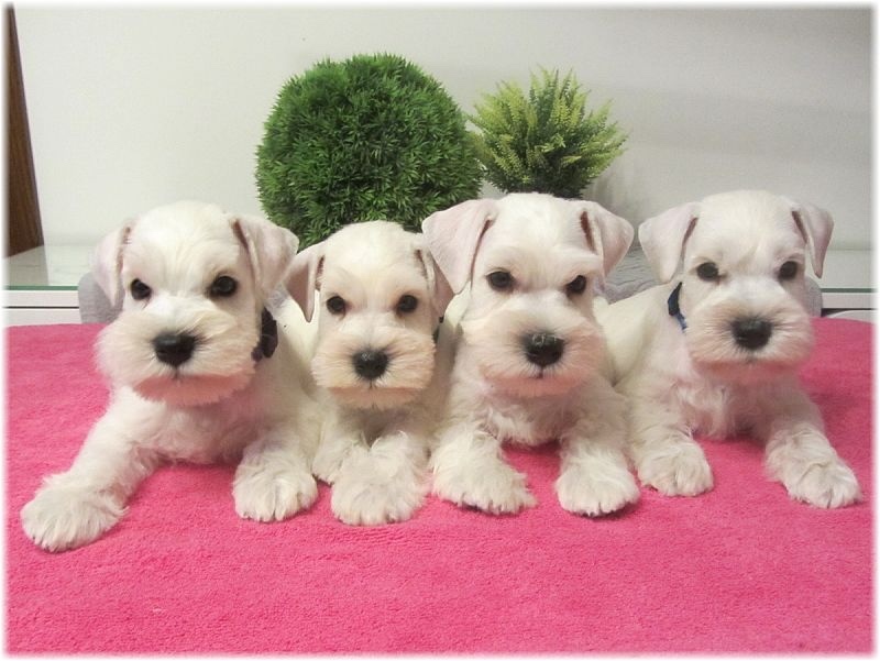 Bradáč malý biely - šteniatka s PP - sučky - 7