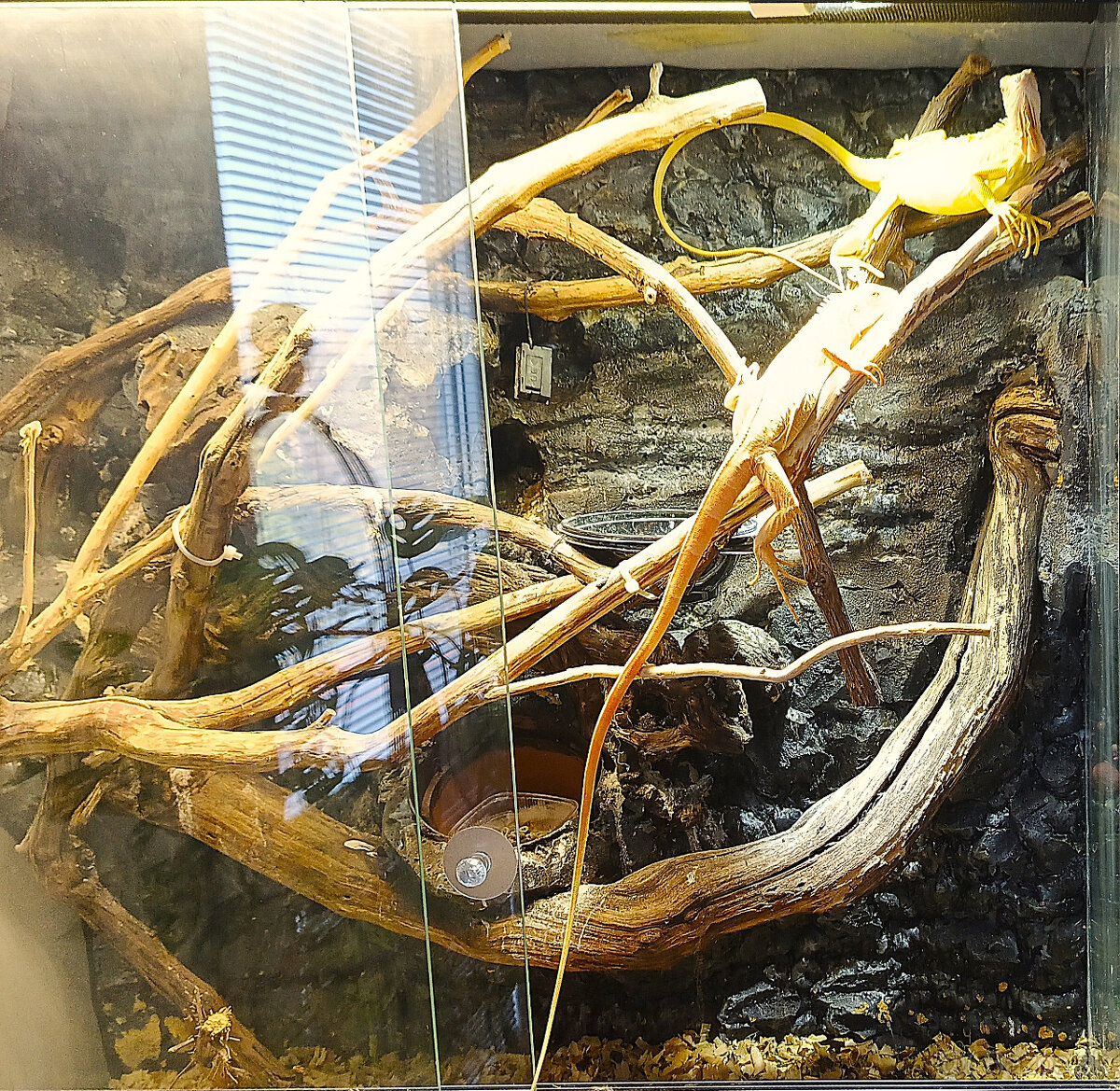 Pár leguán Albíno - 7