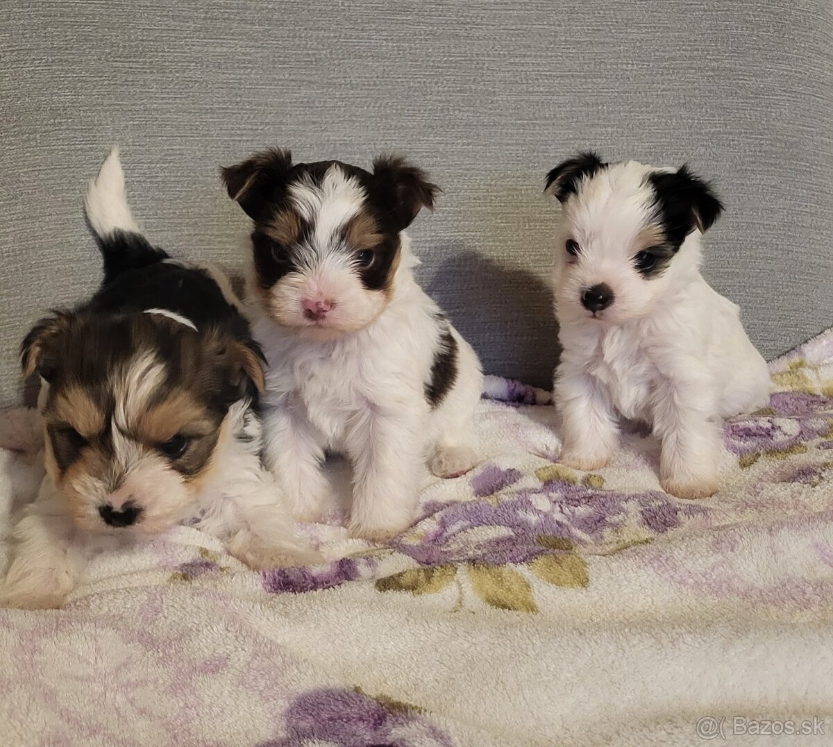 Yorkshire Biewer - 7