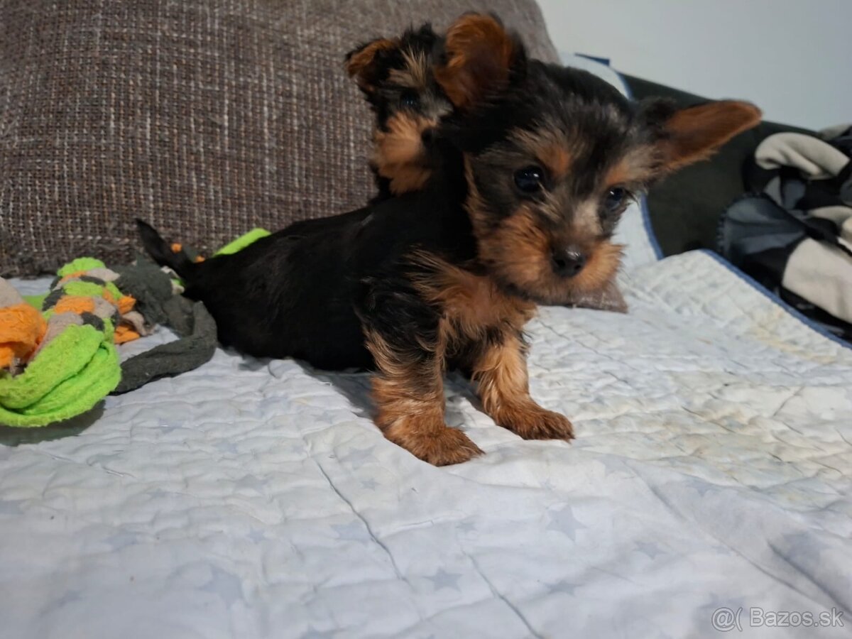 Yorkshirsky teriér MINI psík do dobrých rúk - 7