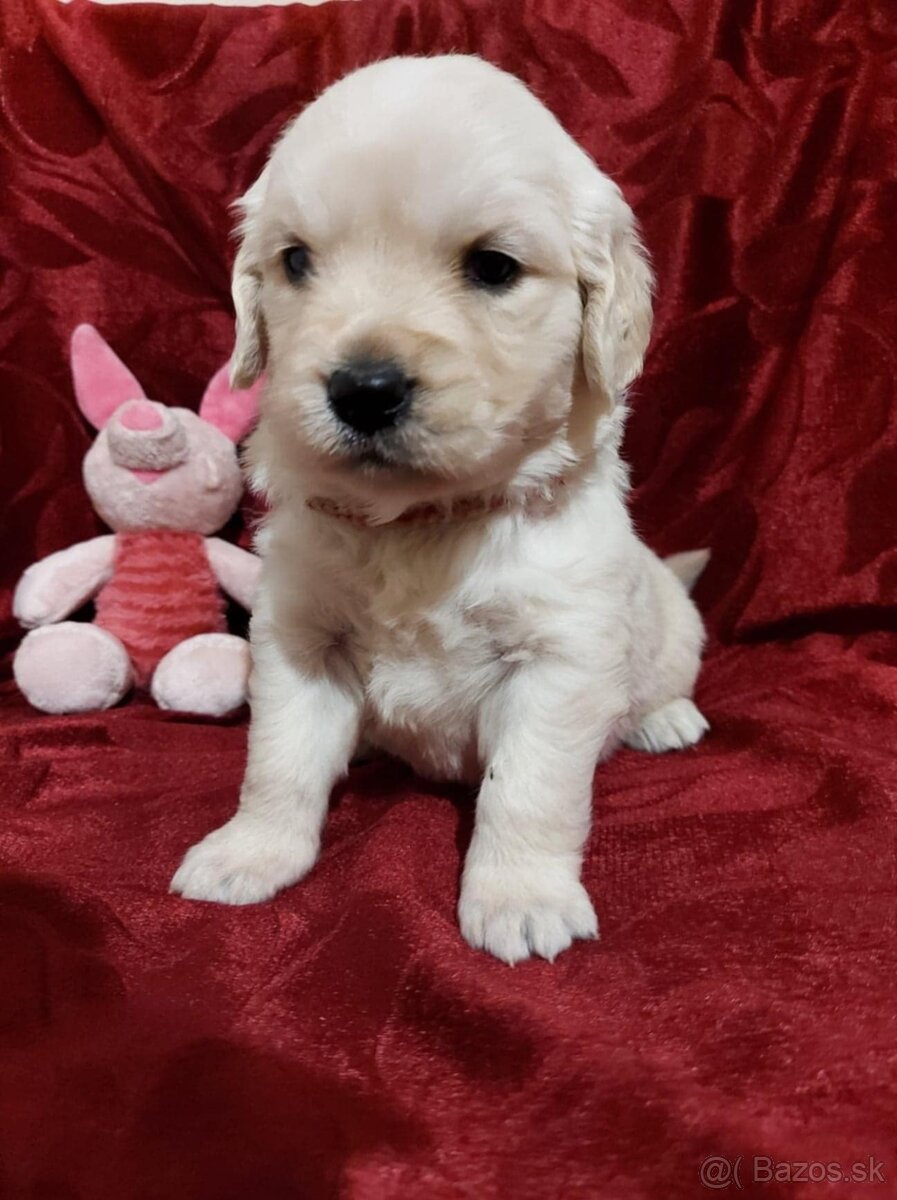 Predám Šteniatka Zlaty retriever-Golden retriever - 7