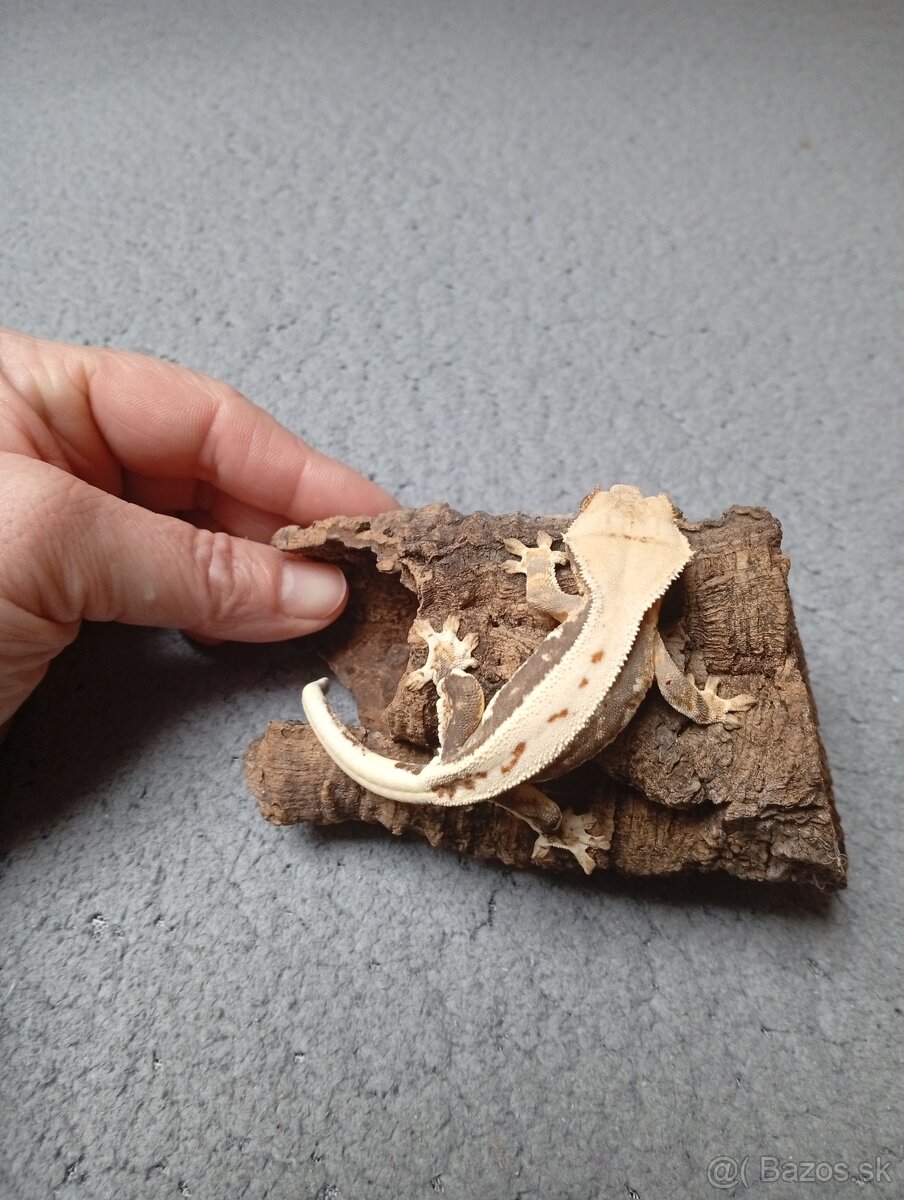 Pagekon riasnaty - 7