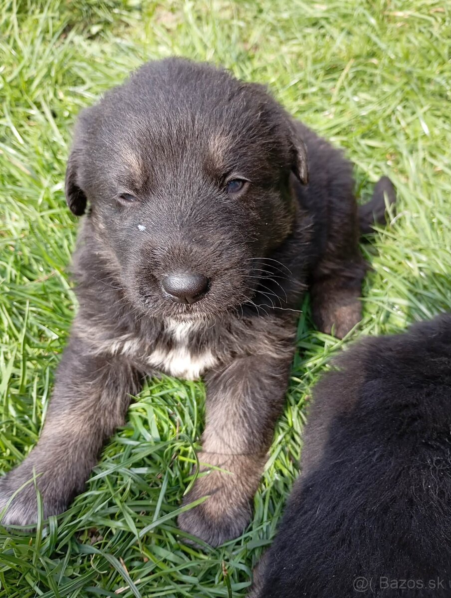 Darujem šteniatka - 7