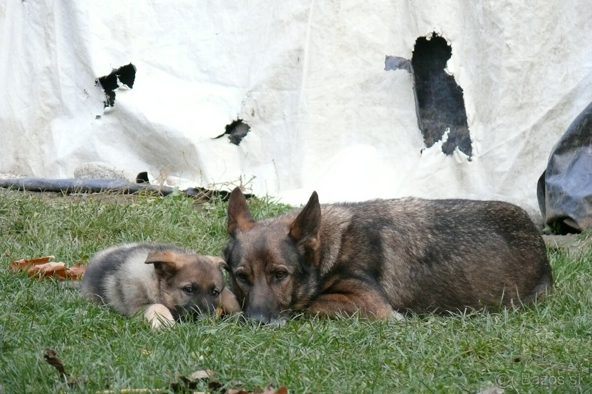 Nemecký ovčiak šteniatka - 7
