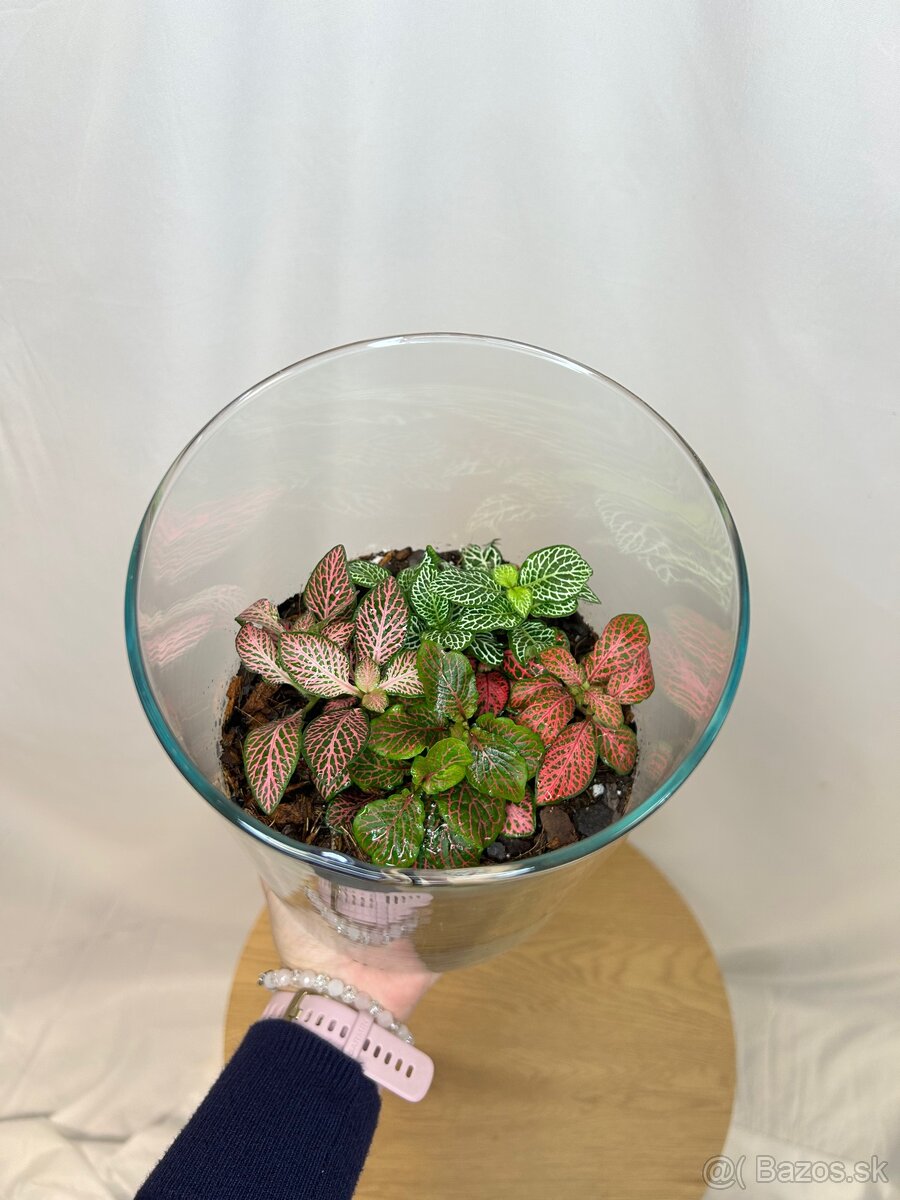 Rastlinné teráriá - 7