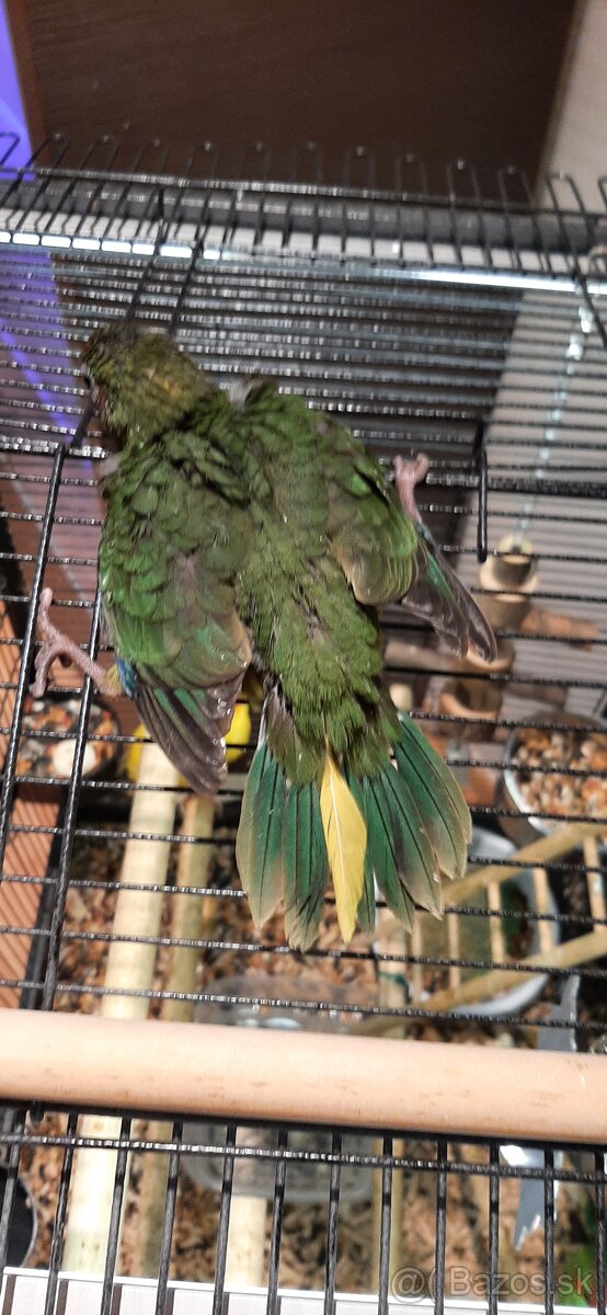 Predám mladé Kakariky - 7