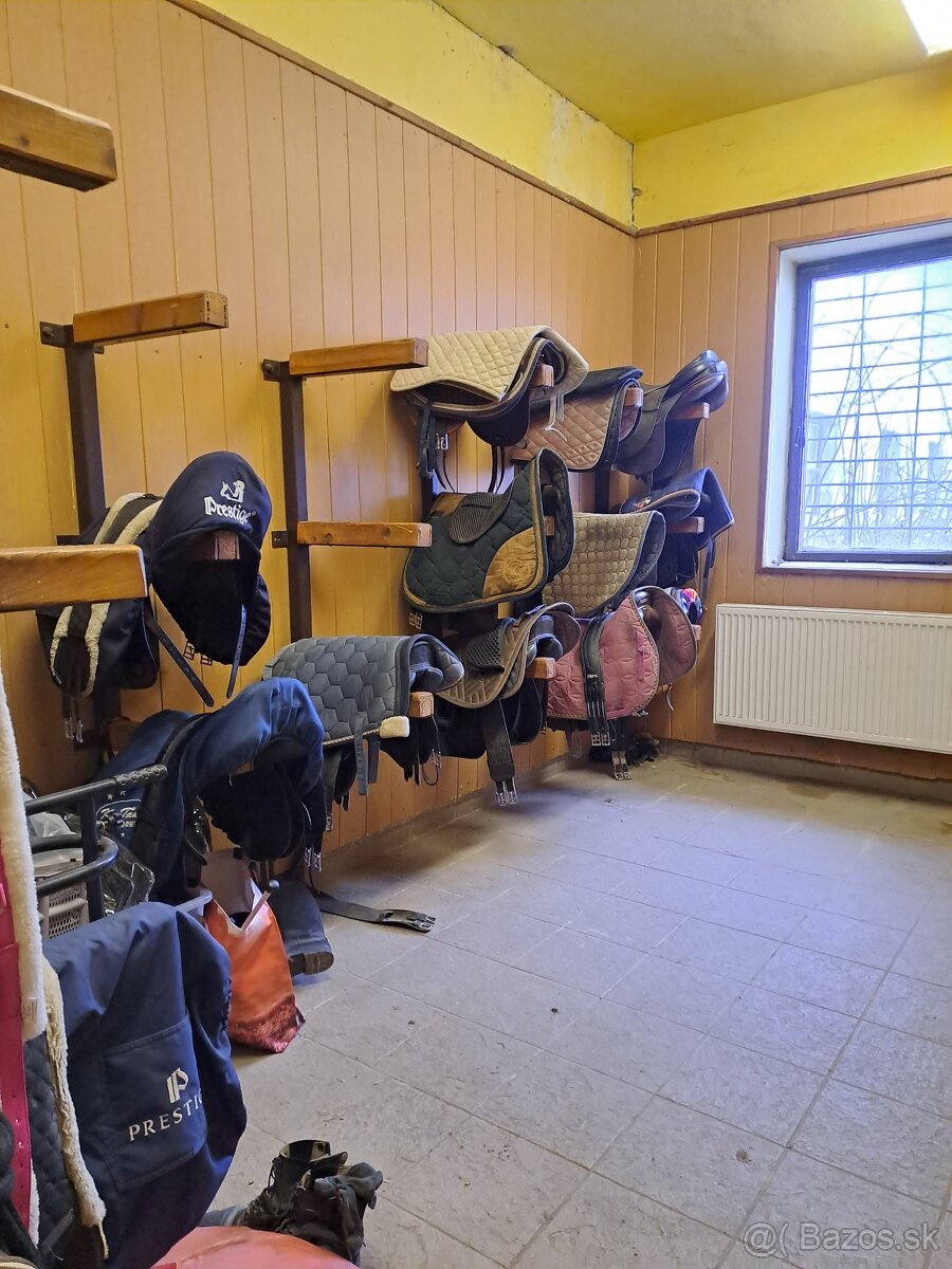 Ustajnenie koní - 7