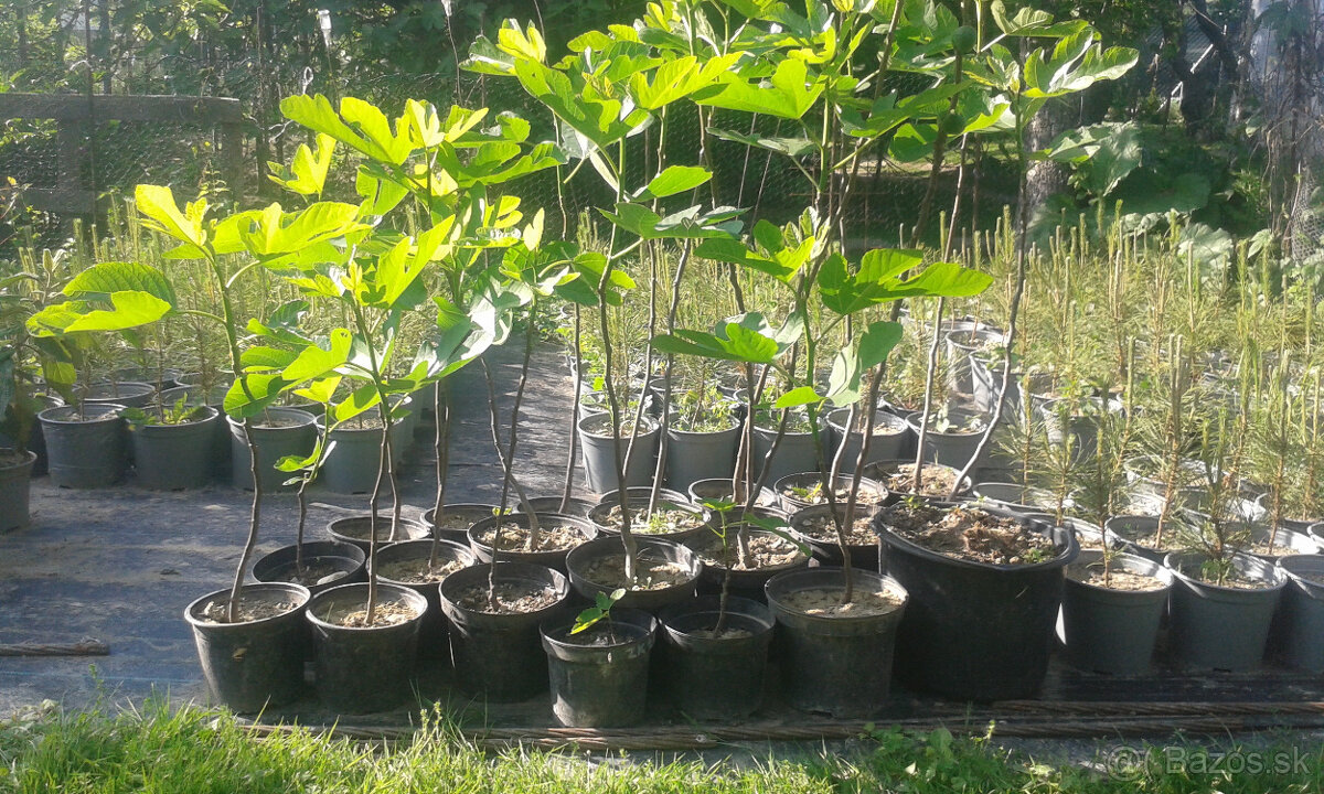 RODIACE FIGOVNíKY - 7