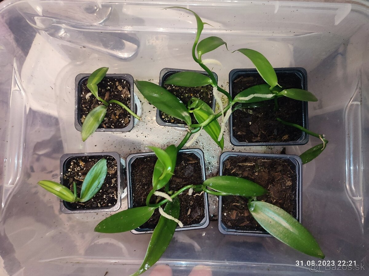 Vanilka voňavá - pravá, odrezky alebo rastliny - 7