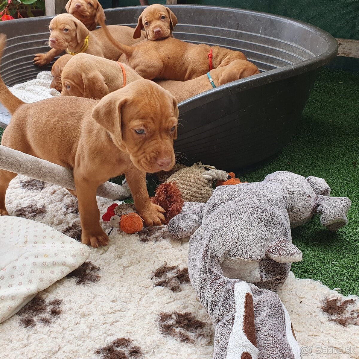 Maďarská vyžla s PP - 7